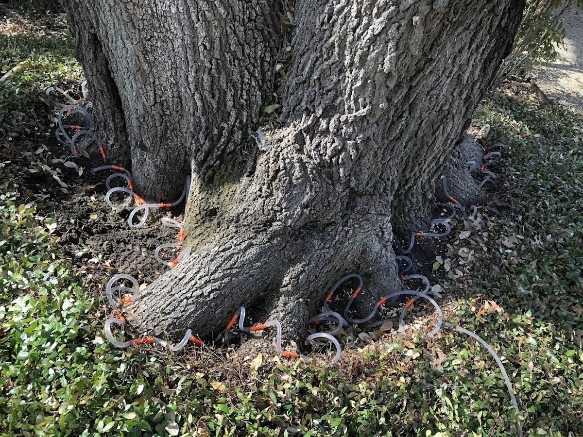 Detailed Tree Cabling and Bracing job site in Tomball