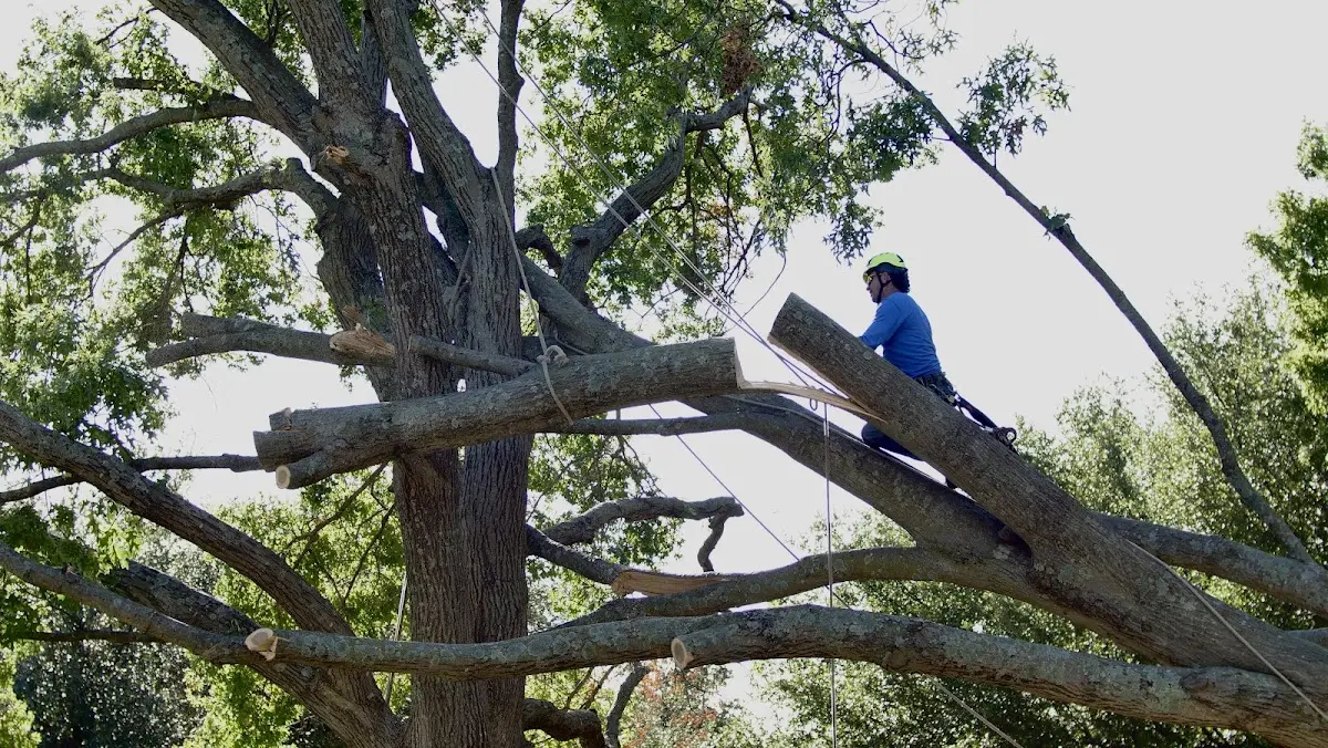Professional Crown Thinning performed by certified arborists in Tomball