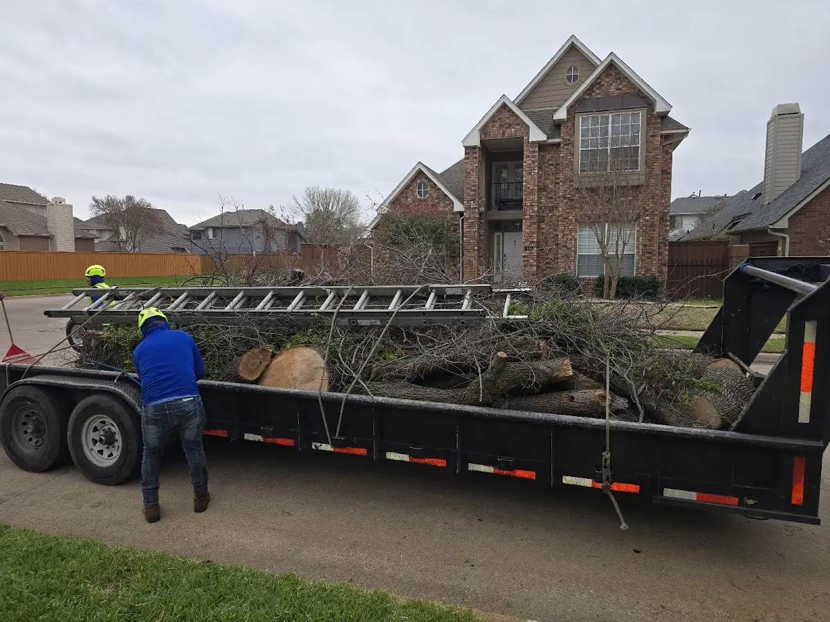 Expert Deadwooding with proper safety equipment in Tomball